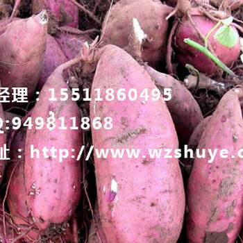 萍乡黄皮苏薯8号红薯行情和田红薯品种