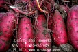 泸州红香蕉红薯合作社邯郸红香蕉红薯供应