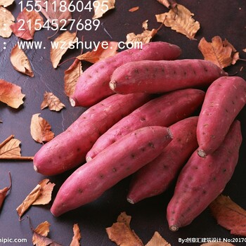 蚌埠红香蕉红薯批发价沧州红香蕉红薯品种