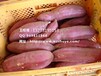 洛阳商薯19红薯基地邯郸商薯19红薯供应