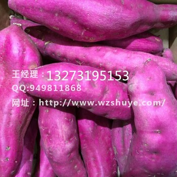 河北龙薯9号红薯供应和龙红薯价格