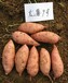 永州龙薯9号红薯品种承德龙薯9号地瓜产地