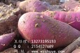 滁州烟薯25红薯行情保定烟薯25红薯产地