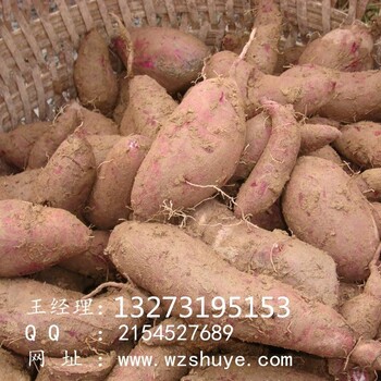 枣庄济薯26红薯行情沧州济薯26红薯产地