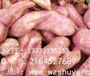 衡阳济薯22红薯批发价沧州济薯22红薯品种