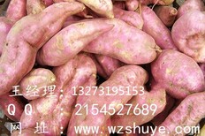 咸阳徐薯18红薯批发价廊坊徐薯18红薯品种图片0