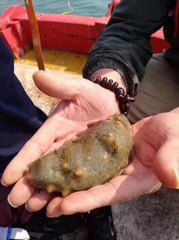 牤牛岛海珍品淡干海参即食海参盐渍海参