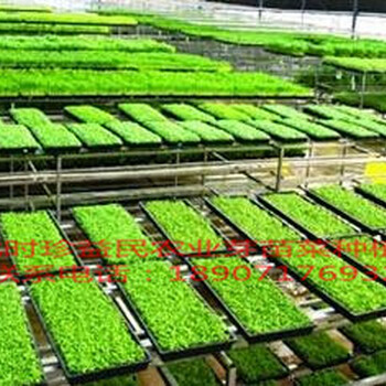 安徽芽苗菜种植安徽芽苗菜的详细种植方法和要使用的材料