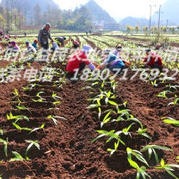 湖南湖北河南山沟“白芨”大王的致富经