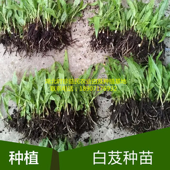 重庆四川贵州云南白芨种苗种植收益大