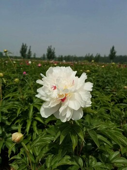 15cm-40cm观赏芍药种苗价格多少钱