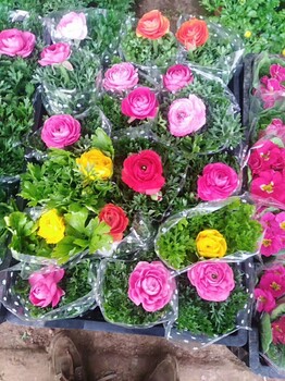芹葉牡丹大量上市芹葉牡丹價格