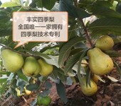 四季梨全国唯一四季梨苗销售---丰实农业