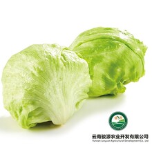 大量批發供應新鮮蔬菜球生菜芥蘭菜心圖片