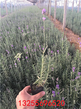 青州薰衣草基地薰衣草花期薰衣草價格薰衣草圖片薰衣草供應(yīng)
