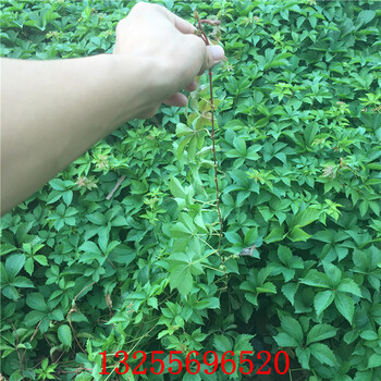 五葉地錦圖片五葉地錦批發(fā)山東五葉地錦基地五葉地錦價(jià)格五葉地錦批發(fā)