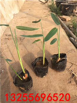 山东再力花种植基地再力花价格再力花花期再力花批发再力花图片再力花供应