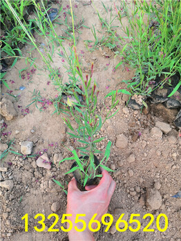 山桃草种植基地，山东红花山桃草供应商，红花山桃草价格