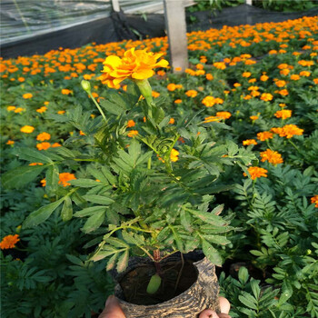 孔雀草價格，山東孔雀草種植基地，孔雀草花期