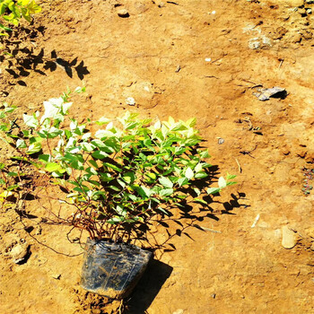 金山繡線菊種植批發(fā)基地叢生福祿考花海三色堇角堇供應(yīng)商