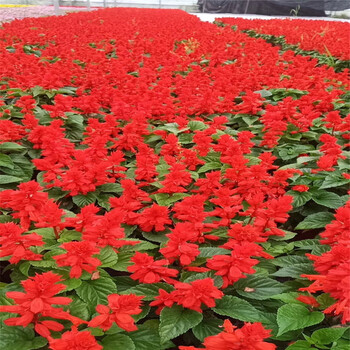 一串红种植基地孔雀草租摆工程矮牵牛价格