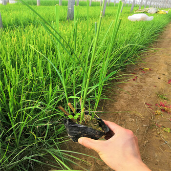 青州基地觀賞草矢羽芒九月菊小苗供應(yīng)商萬壽菊批發(fā)