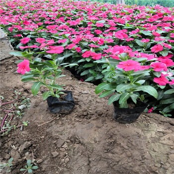 時令草花天天開種植基地多年生宿根草花叢生福祿考租擺用萬壽菊