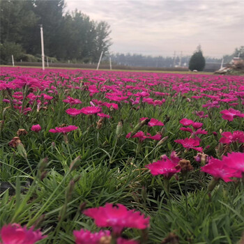 厂家常年开花草花欧石竹冬季耐寒草花羽衣甘蓝多年生草花马鞭草