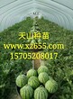 天山种苗徐州西瓜苗西瓜嫁接苗早佳8424西瓜苗龙卷风西瓜苗京欣西瓜苗西农八号西瓜苗图片