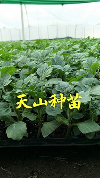 天山種苗宿州西瓜苗徐州西瓜苗河南早佳8424西瓜苗山東西瓜苗宿州麒麟西瓜苗