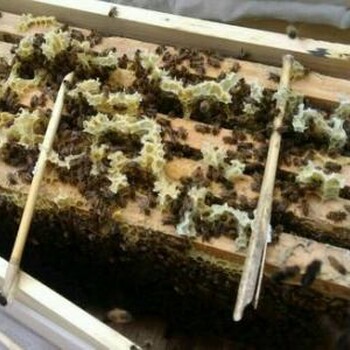 西安哪个养蜂人有蜜蜂出售
