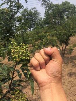 无刺类新品种花椒苗木基地详细地址：陕西韩城市哪里有狮子头种子