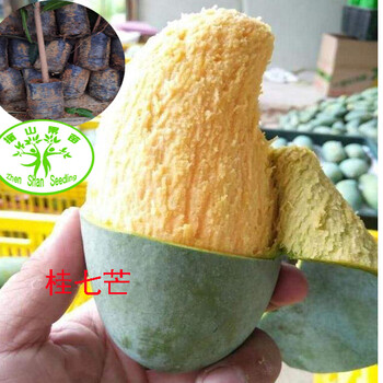 武宣芒果種苗生產(chǎn)廠家武宣芒果樹(shù)苗批發(fā)武宣芒果苗木出售武宣芒果木苗培育基地