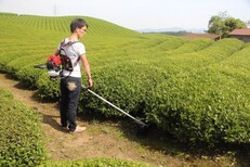 除草机供应农业锄地机盆地锄地割灌机除草打草机图片5