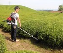 销售背负式锄地机背负式多功能除草机小型除草机图片