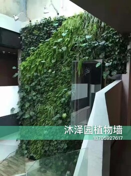 厦门植物墙、绿墙、立体绿化