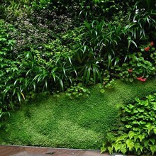 梵景绿墙哪些植物攀援植物可以做垂直绿化