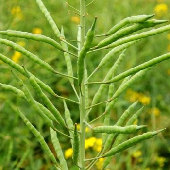 大量批发供应油菜籽榨油