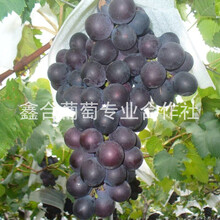 河北葡萄价格