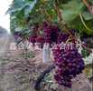 红宝石葡萄TGN河北葡萄种植基地