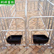 供应江苏母猪定位栏限位栏定制安装猪场设备