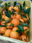 广州水果批发市场，广州脐橙批发