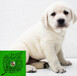 出售纯种拉布拉多犬自家养殖的当面测试交易同城免费送狗