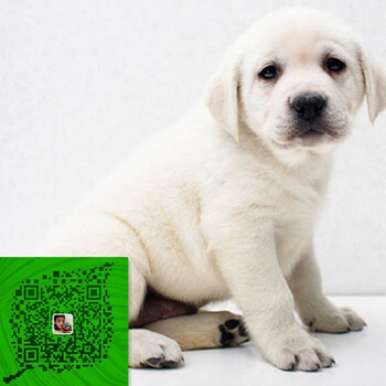 出售纯种拉布拉多犬自家养殖的当面测试交易同城免费送狗