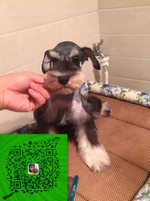 出售純種雪納瑞犬自家養殖的當面測試交易同城免費送狗圖片