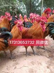 重庆黔江区纯种土鸡苗价格，纯种土鸡苗基地