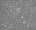 MH7A血清培养贴壁细胞系