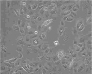 IOSE80贴壁类型细胞系图片0