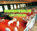 使用小猪保育床必要性养猪场专用仔猪保育栏批发沧州养殖设备厂直销图片