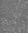 IOSE80复苏类型细胞系图片